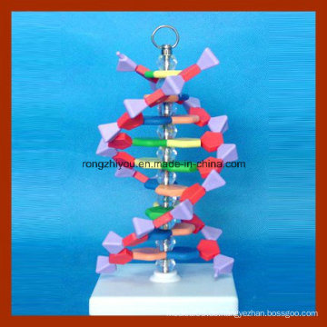 Kleine DNA Doppelhelix Struktur Modell für Schullehre